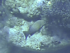 Cephalopholis cyanostigma