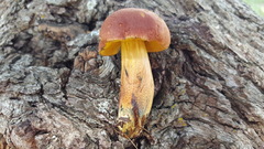 Baorangia rufomaculata