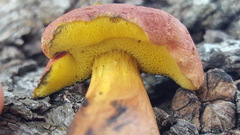 Baorangia rufomaculata