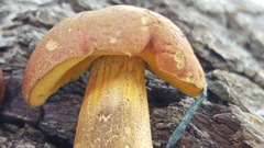 Baorangia rufomaculata