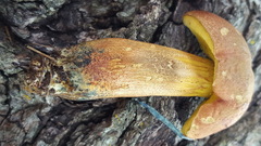 Baorangia rufomaculata