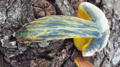 Baorangia rufomaculata