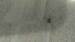 Oecobius