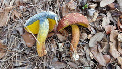 Baorangia rufomaculata