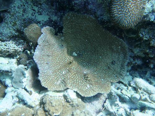 Merulina ampliata