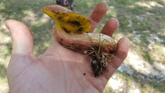 Baorangia rufomaculata