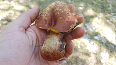 Baorangia rufomaculata