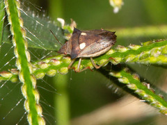 Diploxys bipunctata