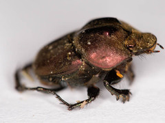 Proagoderus bicallosus