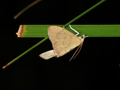 Hyalobathra crenulata