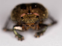 Proagoderus bicallosus