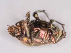 Proagoderus bicallosus