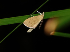 Hyalobathra crenulata