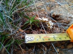 Gentianella stellata