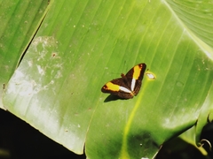 Adelpha cocala