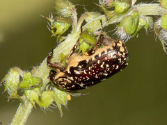 Xeloma leprosa