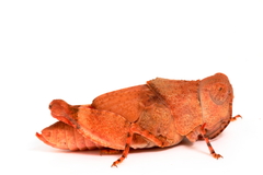 Qualetta maculata