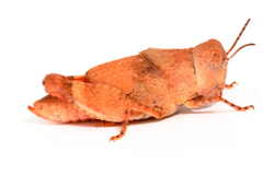 Qualetta maculata