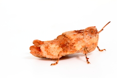 Qualetta maculata