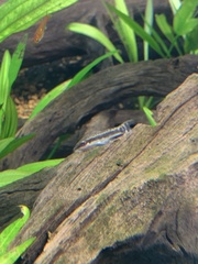 Otocinclus