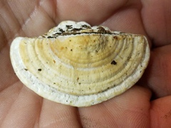 Truncospora ochroleuca