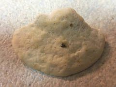 Truncospora ochroleuca