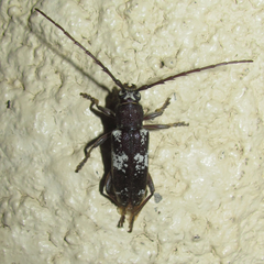 Enaphalodes taeniatus