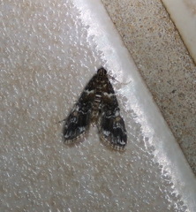 Elophila responsalis