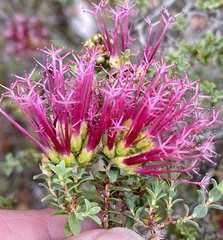 Melaleuca anisandra