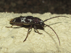 Enaphalodes taeniatus