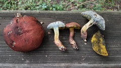 Boletus paulae