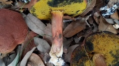 Boletus paulae
