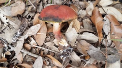 Boletus paulae