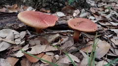 Boletus paulae