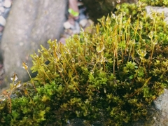 Bryophyta