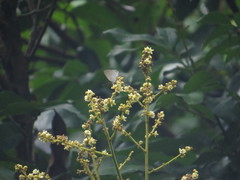 Sinthusa chandrana