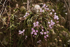 Sarcochilus ceciliae