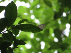 Jamides alecto alocina