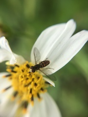 Toxomerus marginatus