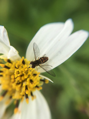 Toxomerus marginatus