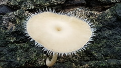 Lentinus flexipes