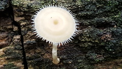 Lentinus flexipes
