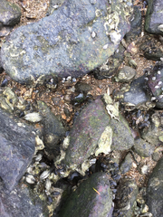 Metopograpsus frontalis