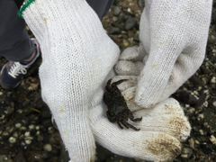 Metopograpsus frontalis