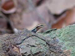 Eutropis madaraszi