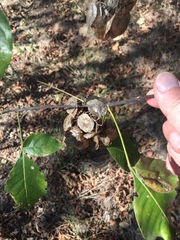 Ptelea trifoliata mollis