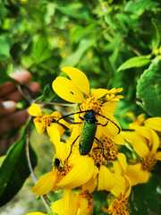 Deltaspis auromarginata