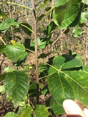Ptelea trifoliata mollis