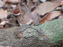 Eutropis madaraszi