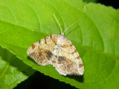 Macaria exauspicata